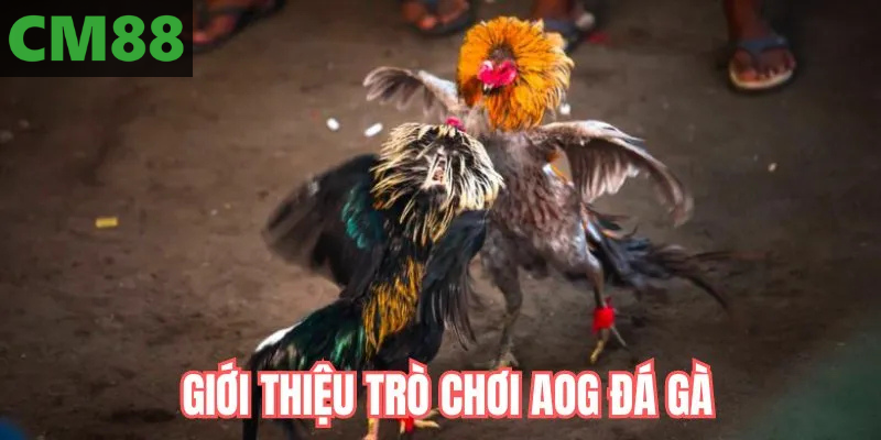 Khái Quát Về AOG Đá Gà