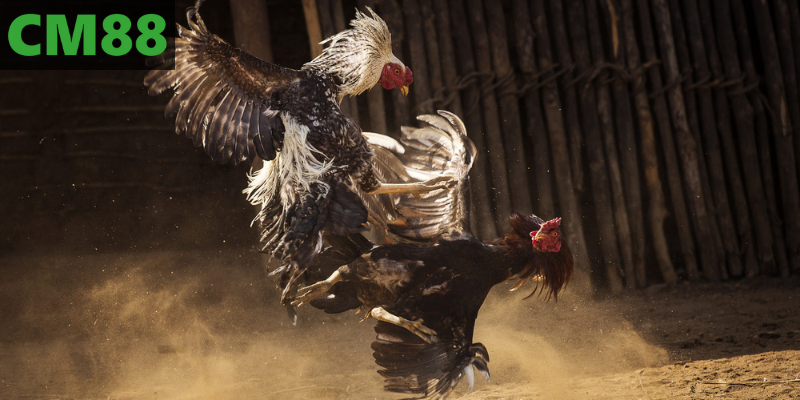 Bí quyết chinh phục đá gà thông minh và bền vững