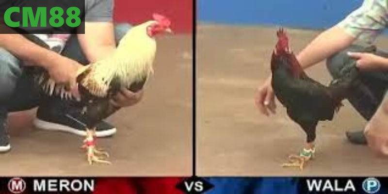 Cách Đặt Cược Tại AOG Đá Gà